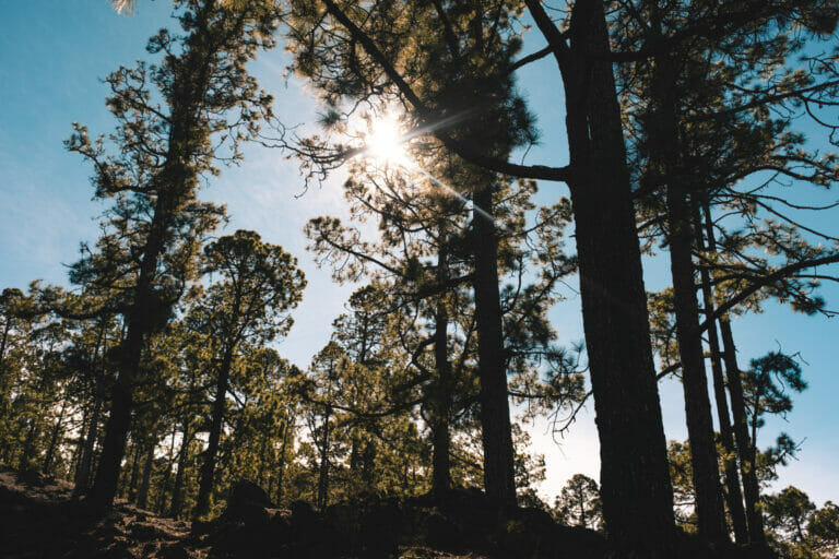 Woods background with high trees and beautiful nature outdoors p