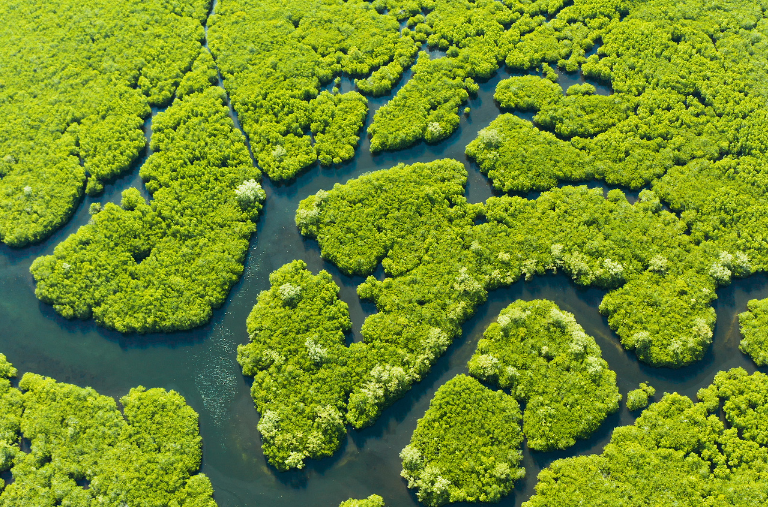 Rights of Nature: what are they, where do they come from, and why are they  important? - Pogust Goodhead